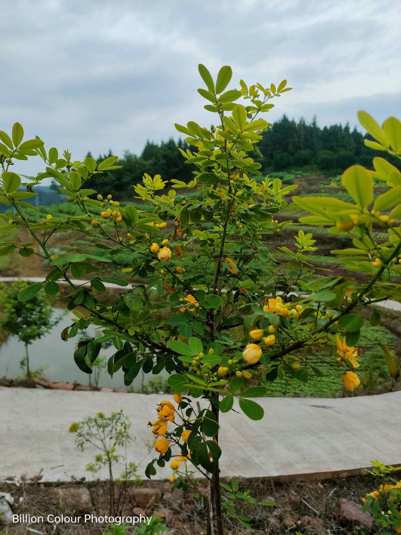 黄花槐苗、黄花槐树