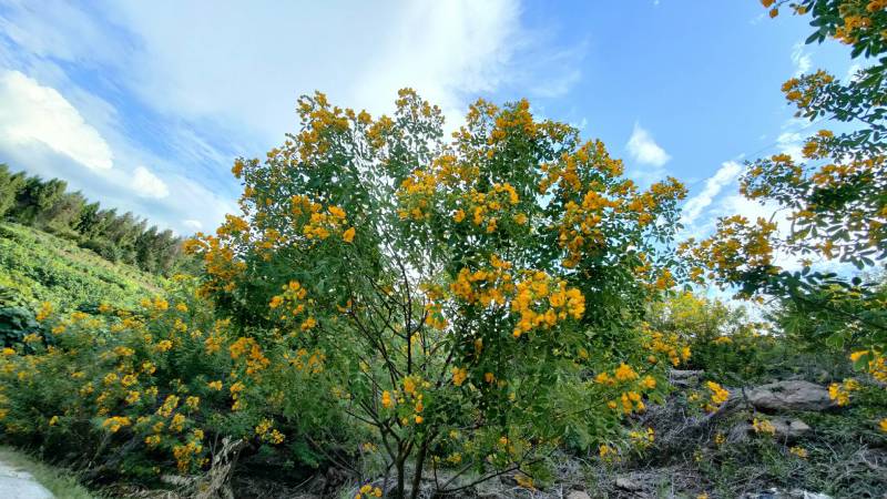 黄花槐苗、黄花槐树