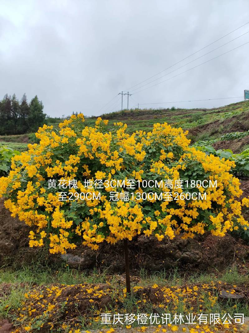 黄花槐苗、黄花槐树