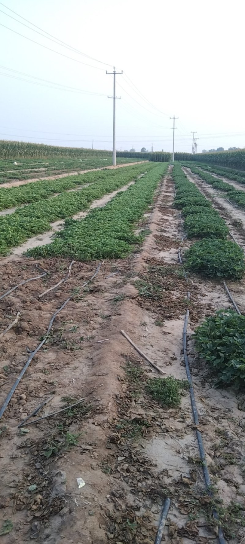 红颜草莓苗大量供应，新鲜采挖量大从优，河北产地直发