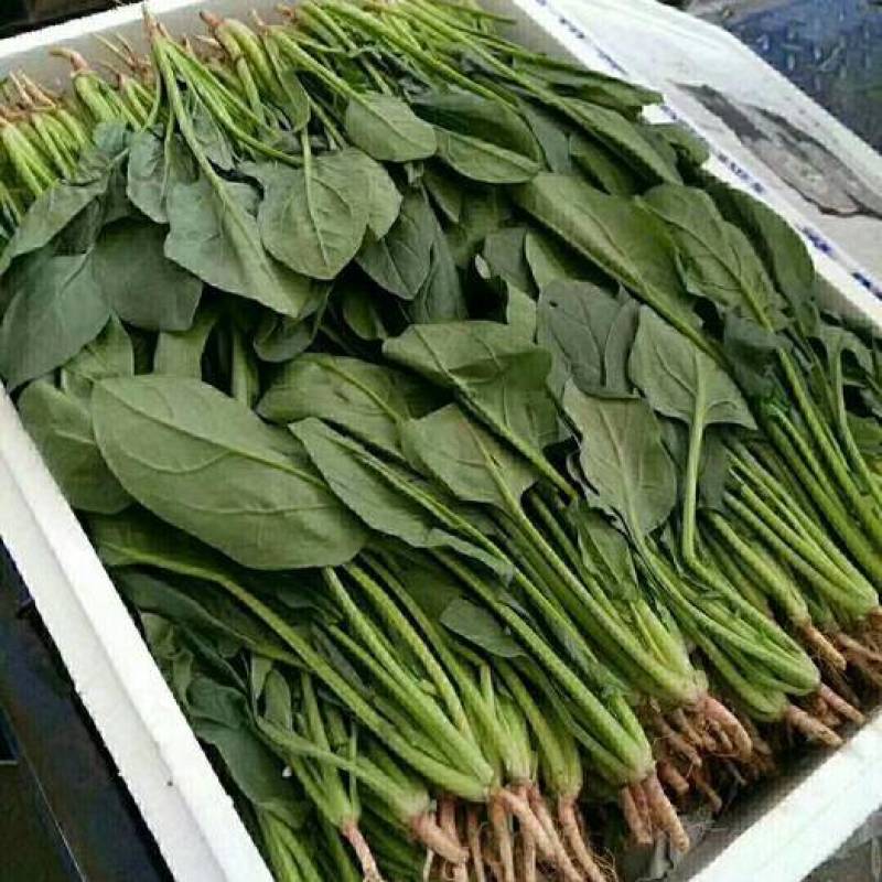 菠菜叶面积大，组织柔嫩，对水分要求较高。水分充足，生长旺