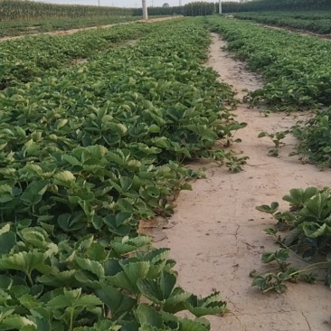 甜茶理草莓苗基地直发，河北产地，量大从优欢迎咨询