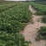 甜茶理草莓苗基地直发，河北产地，量大从优欢迎咨询