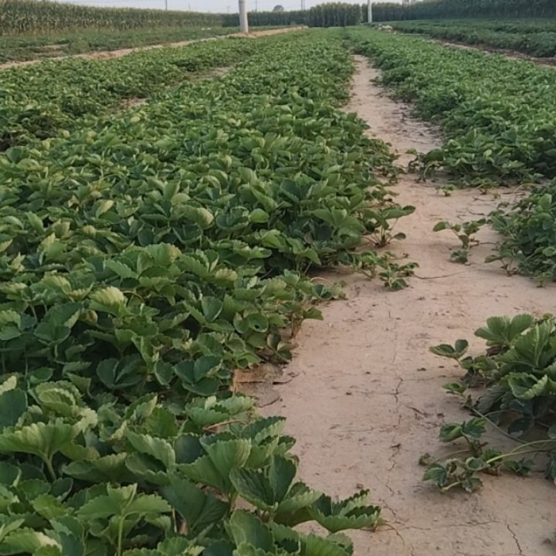 甜茶理草莓苗基地直发，河北产地，量大从优欢迎咨询