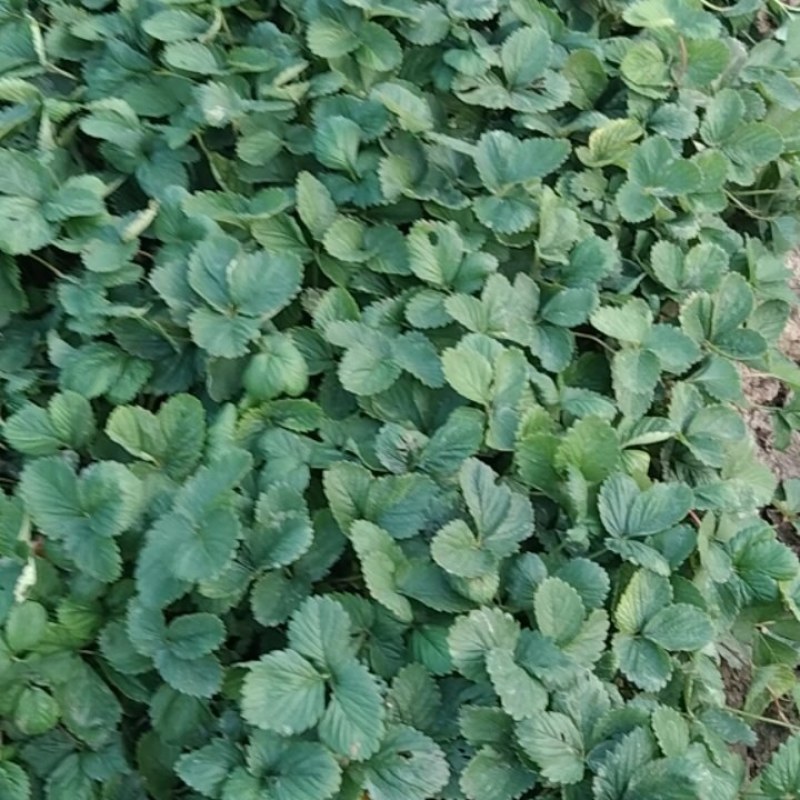 天仙醉草莓苗大量供应，量大从优基地直发，新鲜发货