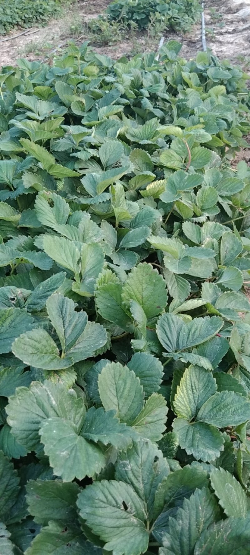 天仙醉草莓苗大量供应，量大从优基地直发，新鲜发货