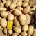 荷兰十五土豆黄心土豆无虫眼无青头沙地种植价格低品质好