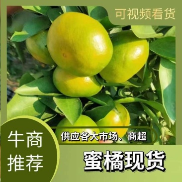 大量供应湖南早熟蜜桔