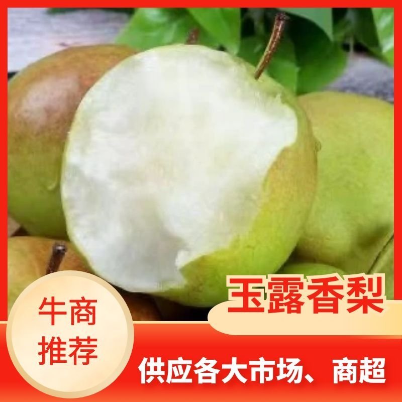 正宗山西玉露香梨，山西运城临猗坡上，大量供应