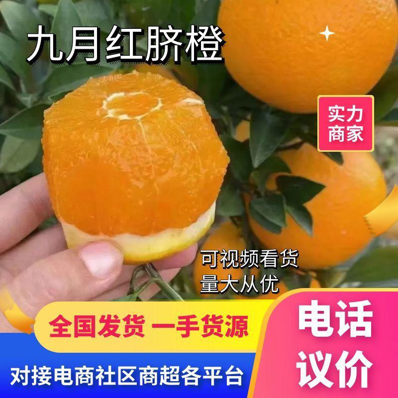 九月红脐橙又名果冻橙，皮薄多汁，产地一手货源，品质保证