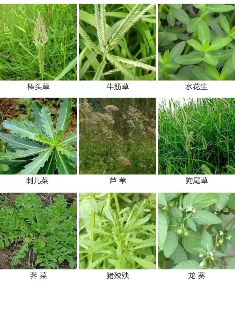 10斤精草铵膦铵盐高浓度除草剂果园荒地牛筋草小飞蓬专用