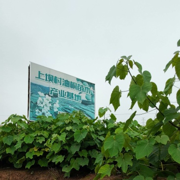 三年油桐油桐苗油桐杯苗油桐树欢迎老板实地考察