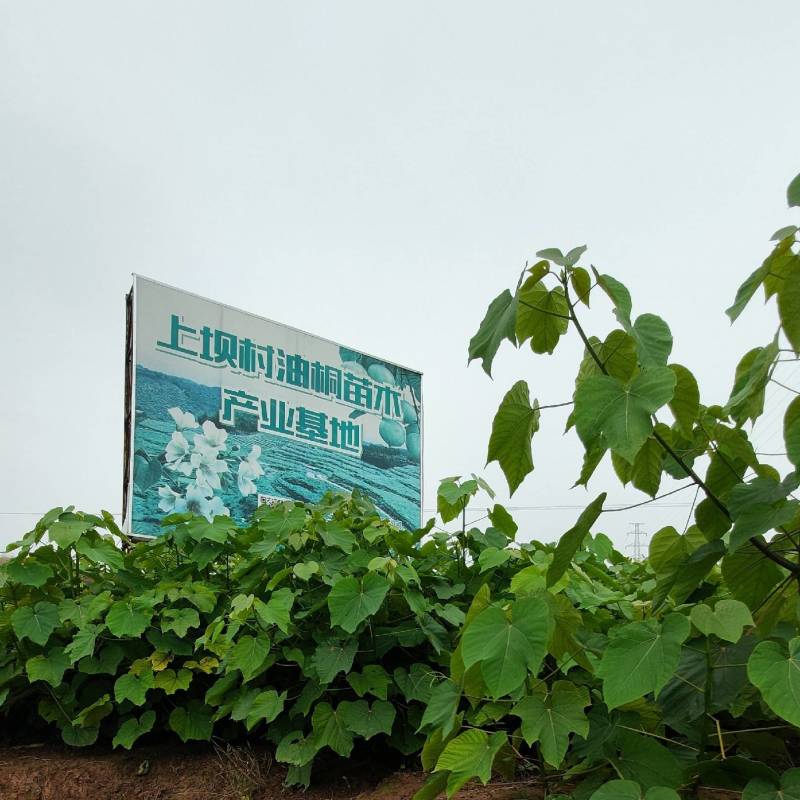 三年油桐油桐苗油桐杯苗油桐树欢迎老板实地考察