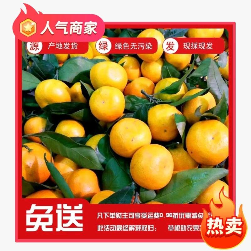 陕西汉中城固蜜橘大量有货！货源充足！欢迎各位财主订购！