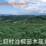 三年油桐油桐苗油桐杯苗油桐树欢迎老板实地考察