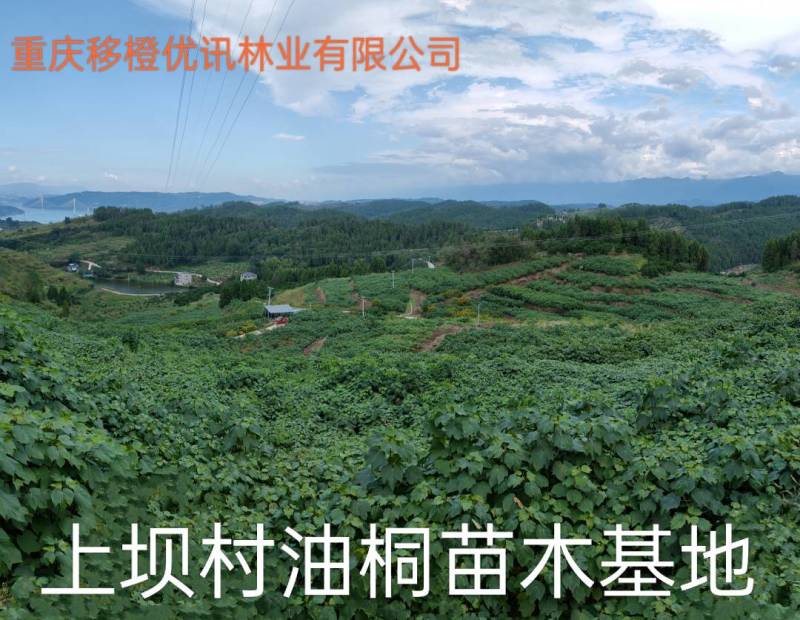 三年油桐油桐苗油桐杯苗油桐树欢迎老板实地考察