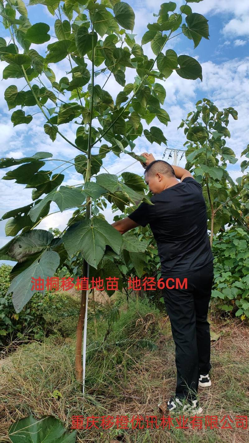 三年油桐油桐苗油桐杯苗油桐树欢迎老板实地考察