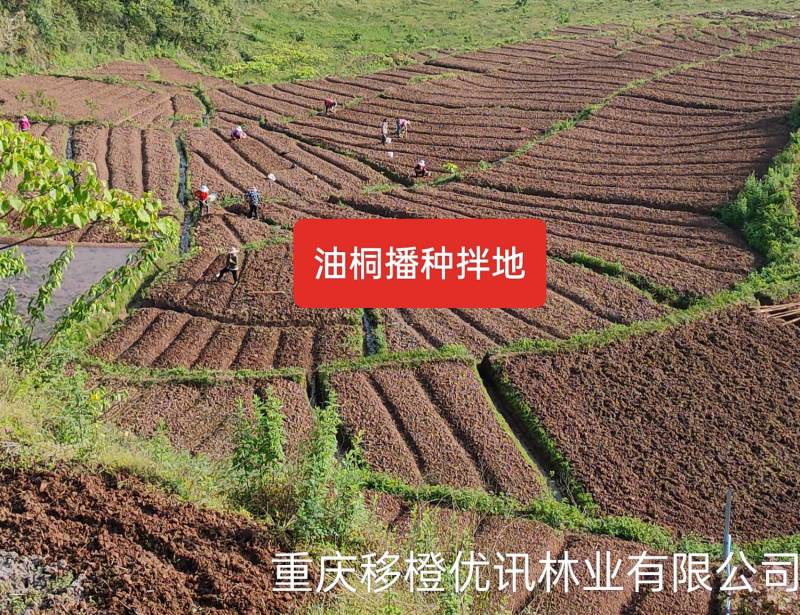三年油桐油桐苗油桐杯苗油桐树欢迎老板实地考察