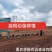 三年油桐油桐苗油桐杯苗油桐树欢迎老板实地考察