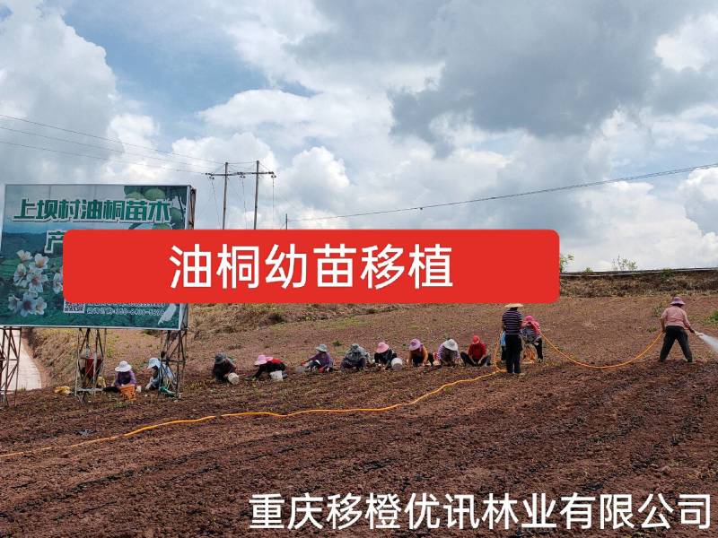 三年油桐油桐苗油桐杯苗油桐树欢迎老板实地考察