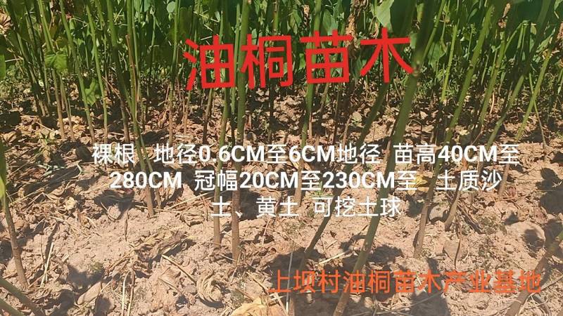三年油桐油桐苗油桐杯苗油桐树欢迎老板实地考察