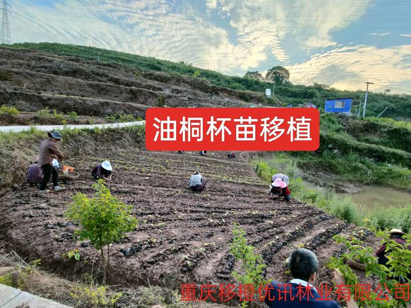 三年油桐油桐苗油桐杯苗油桐树欢迎老板实地考察