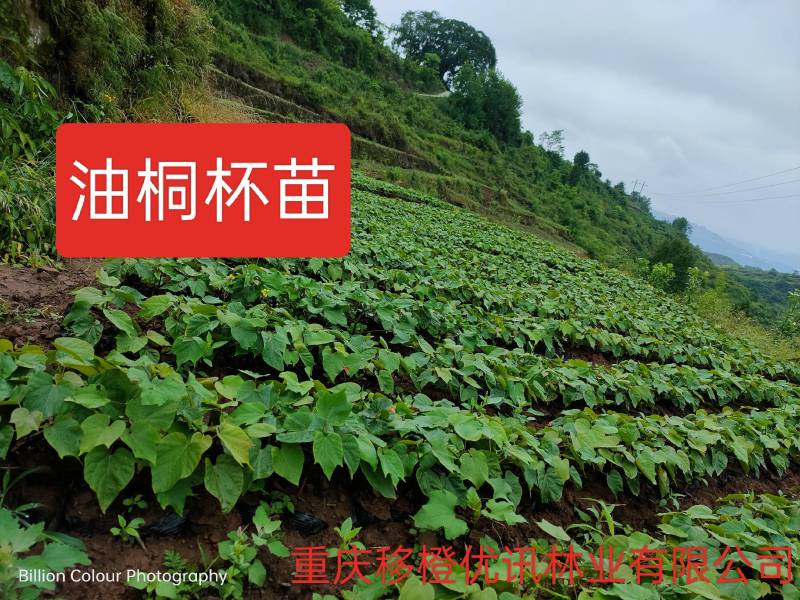 三年油桐油桐苗油桐杯苗油桐树欢迎老板实地考察