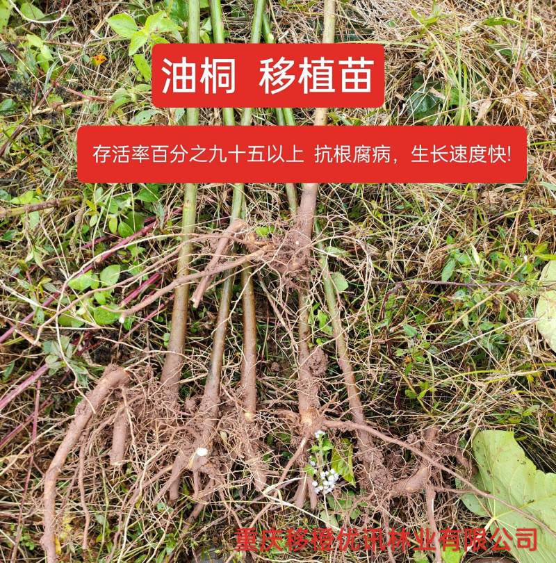 三年油桐油桐苗油桐杯苗油桐树欢迎老板实地考察