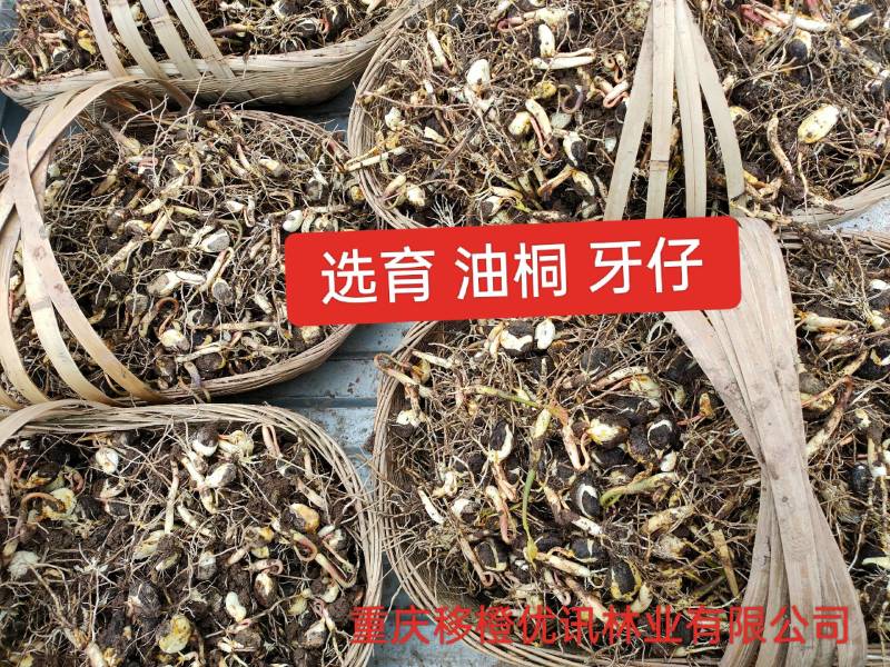 三年油桐油桐苗油桐杯苗油桐树欢迎老板实地考察