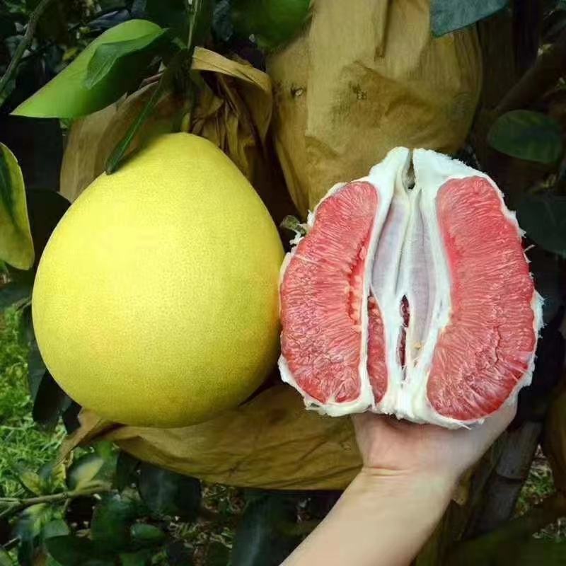 柚子/蜜柚/红心蜜柚/琯溪蜜柚/琯溪红乳蜜柚，量大品优。