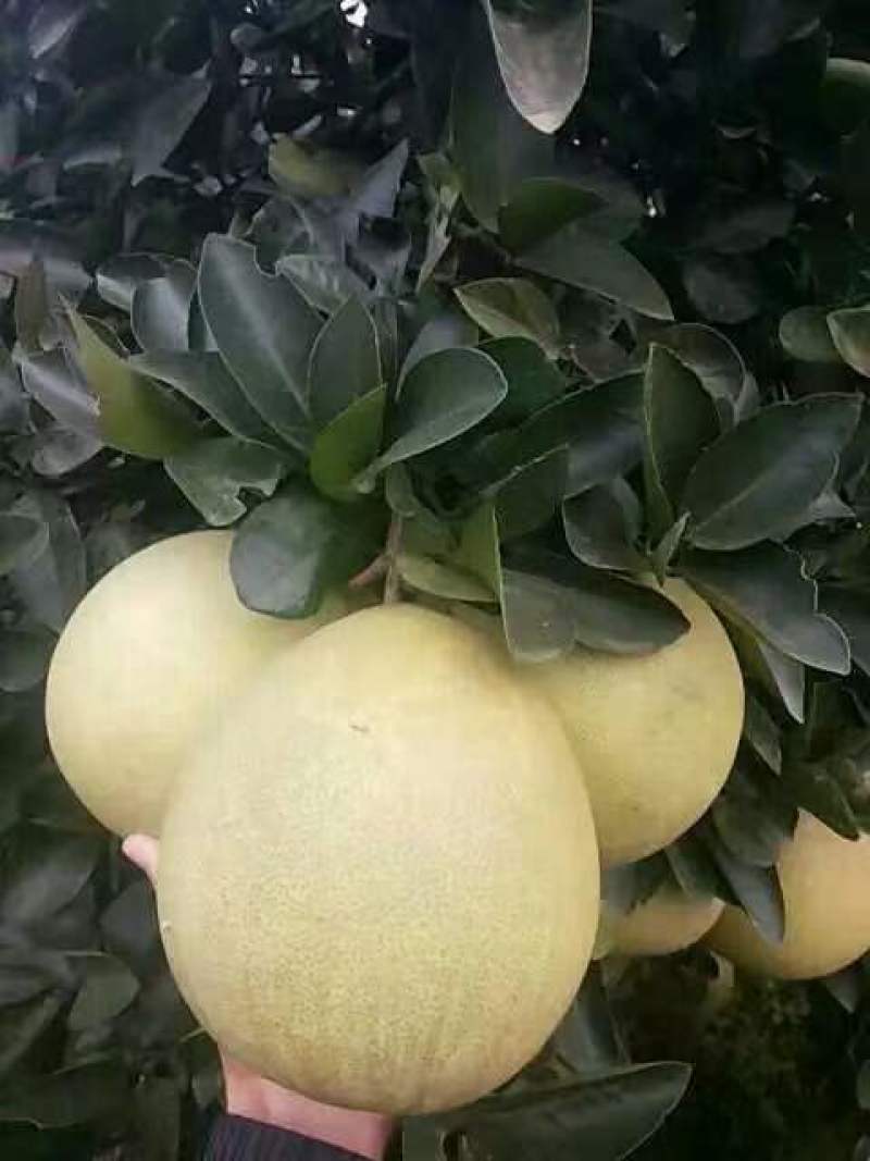 柚子/蜜柚/红心蜜柚/琯溪蜜柚/琯溪红乳蜜柚，量大品优。