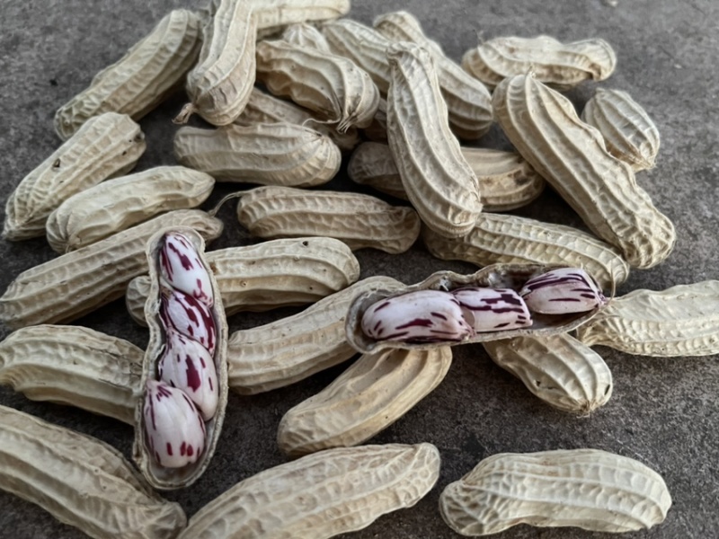 七彩花生鲜果/云南花生/产地直发/一手货源/欢迎致电