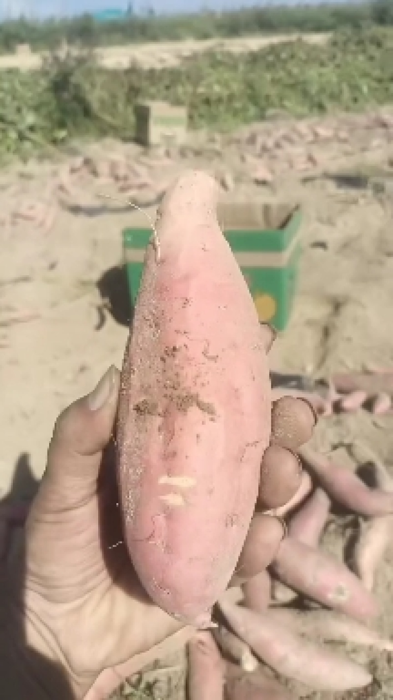 烟薯糖化好的烤块大量有货