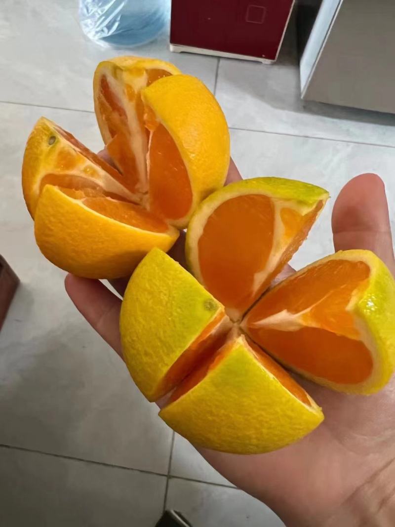 精品九月红/口感纯甜细腻无渣，皮薄多汁入口即化，货源充足