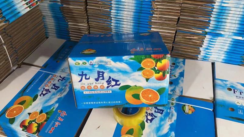 精品九月红/口感纯甜细腻无渣，皮薄多汁入口即化，货源充足