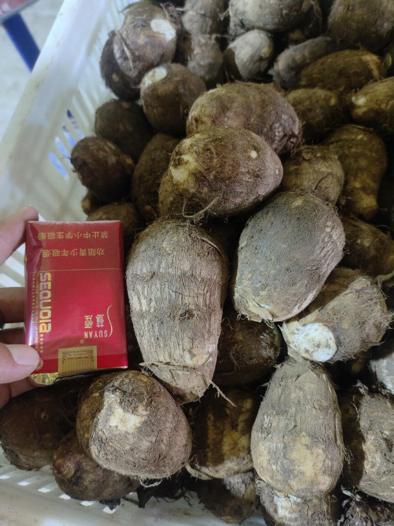【优选】新鲜芋头软糯香甜芋头8520产地直发欢迎订购