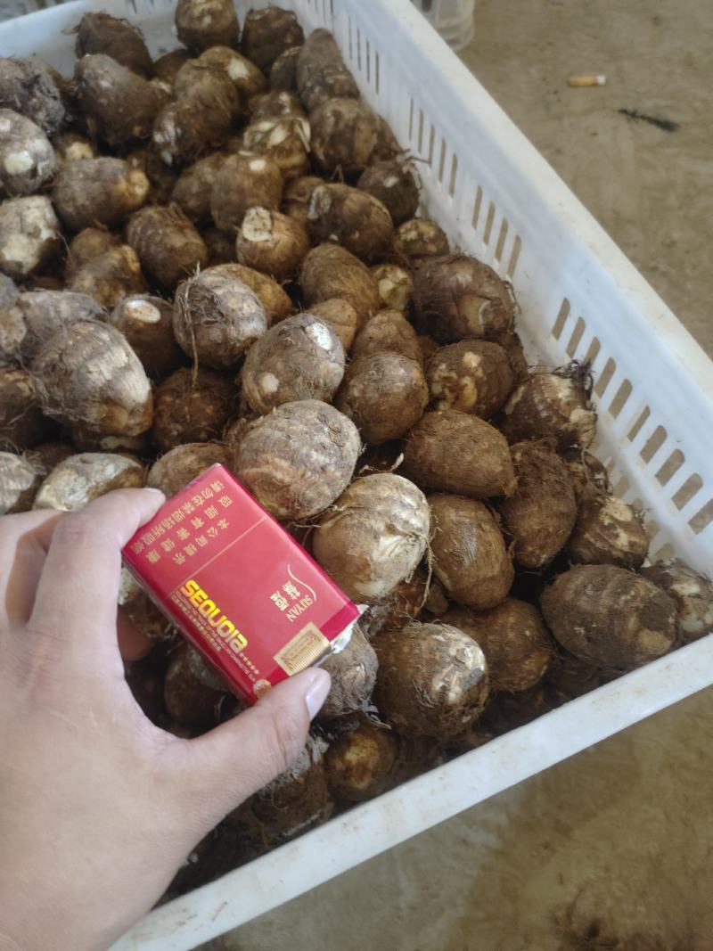 【优选】新鲜芋头软糯香甜芋头8520产地直发欢迎订购