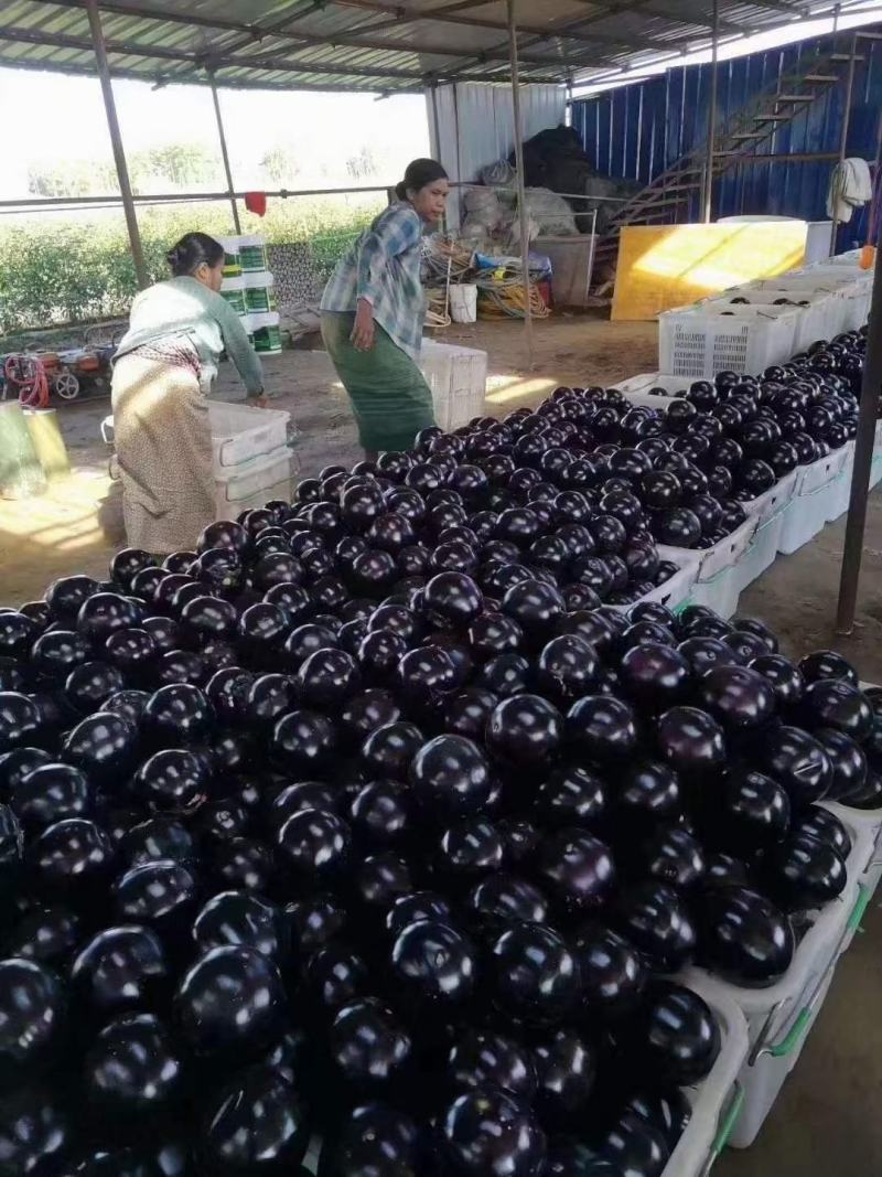 山东聊城紫光圆茄，大量上市，质量保证价格便宜，