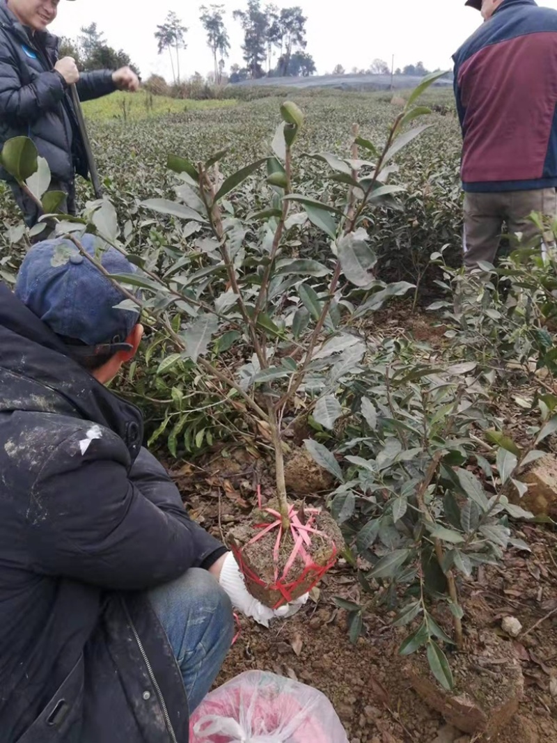 茶苗基径1-2公分，高度40以上，冠幅25以上