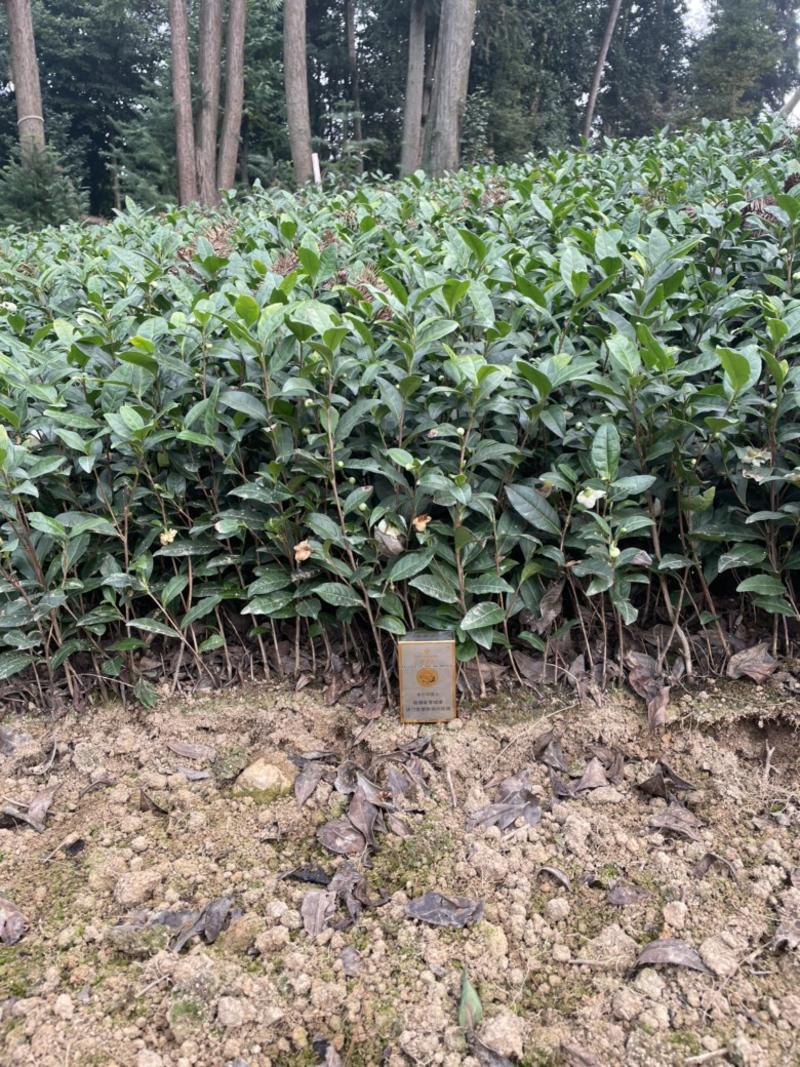 茶苗茶叶苗茶树，高度10公分以上各种规格和品种欢迎咨询