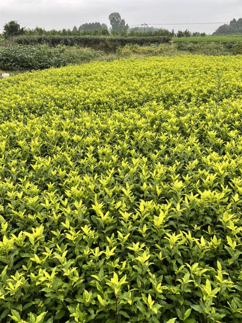 茶苗茶叶苗茶树，高度10公分以上各种规格和品种欢迎咨询