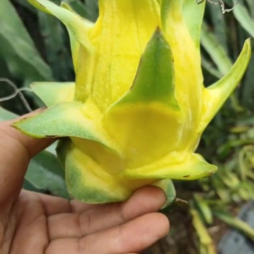 【芭乐】白心现卖现摘万亩种植基地品质保障欢迎采购