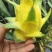 【芭乐】白心现卖现摘万亩种植基地品质保障欢迎采购