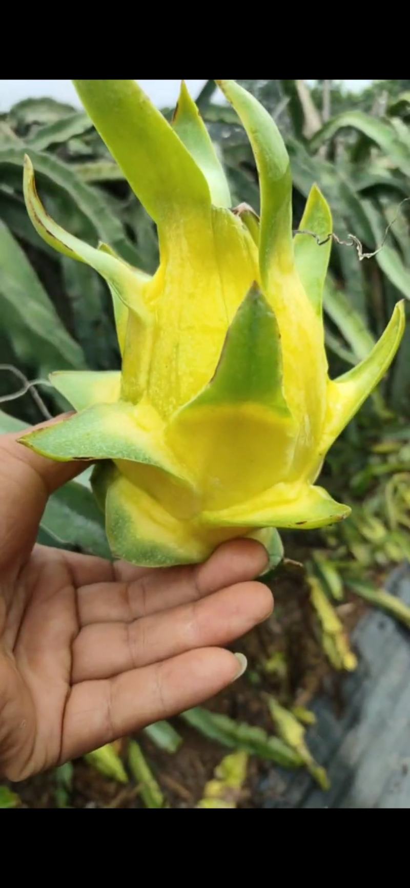 【芭乐】白心现卖现摘万亩种植基地品质保障欢迎采购