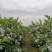 【芭乐】白心现卖现摘万亩种植基地品质保障欢迎采购