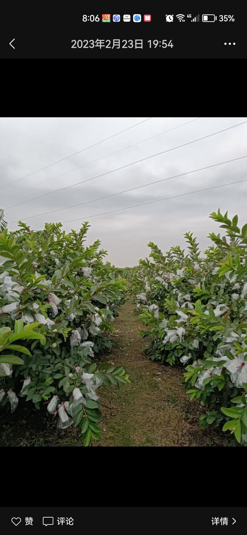 【芭乐】白心现卖现摘万亩种植基地品质保障欢迎采购