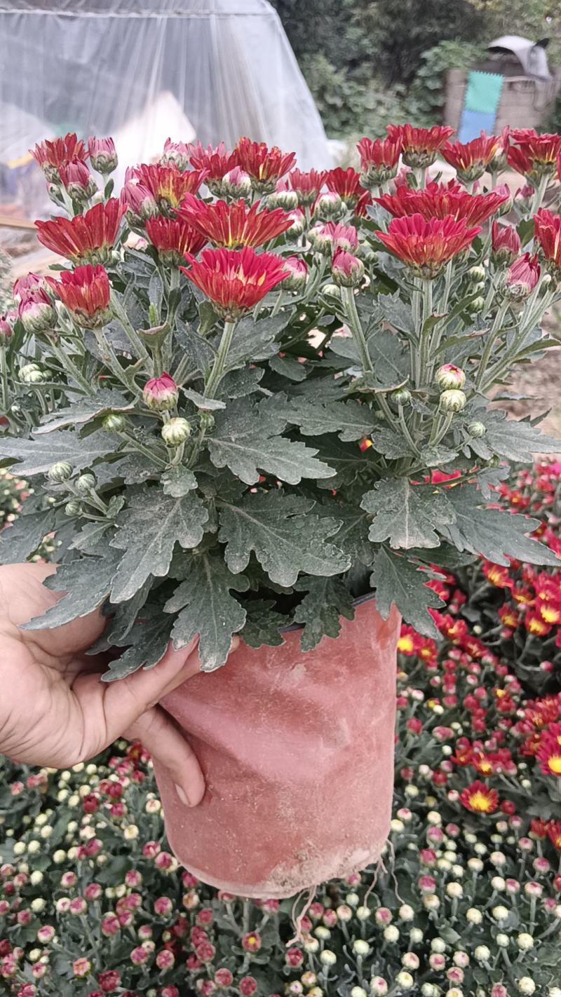 菊花盆栽各种菊花盆栽！170口径盆子绿化工程电商直供