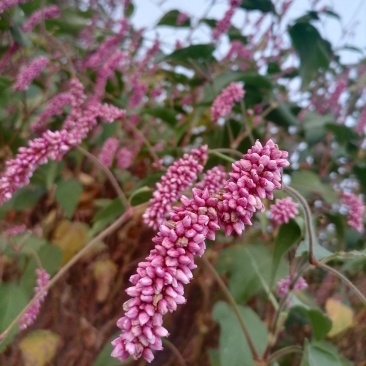 水红花狗尾巴花