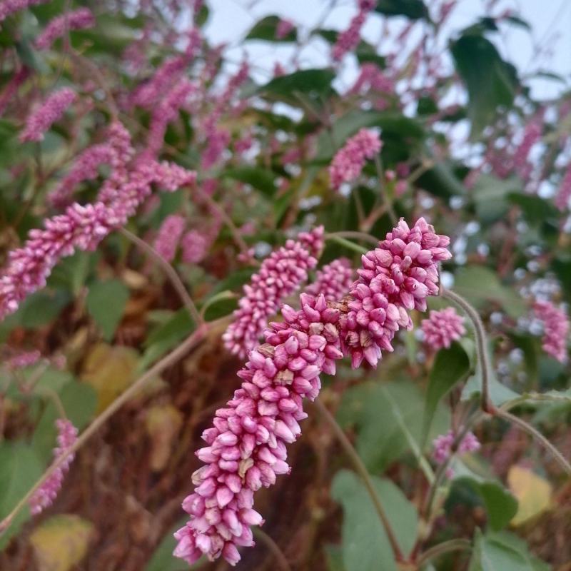 水红花狗尾巴花