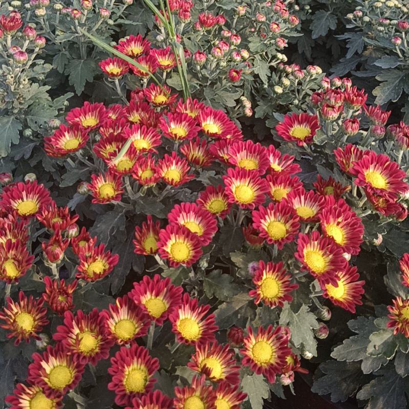 菊花盆栽各种菊花盆栽！170口径盆子绿化工程电商直供